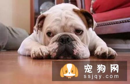 拳师犬多少钱,好养吗_常见疾病|图片