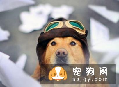 狗狗眼里看到的世界跟人类是一样的吗？