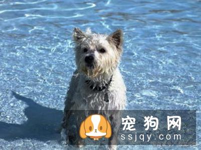 狗狗关节炎怎么治疗? 狗狗关节炎的救星来了!