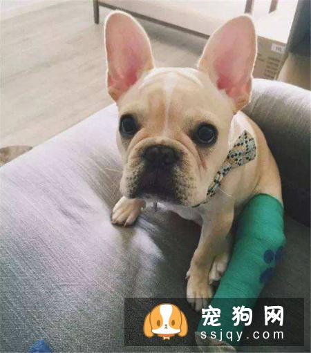 狗狗肢体不能活动的部位