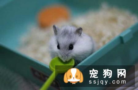 银狐犬寿命多长?–安居客房产问答