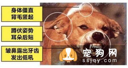 狗狗为什么会得创伤后应激障碍