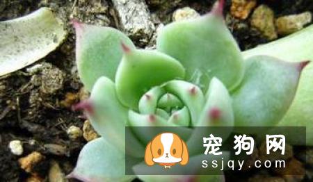 挑选吉娃娃必须掌握的技巧有哪些?-家居装修问答