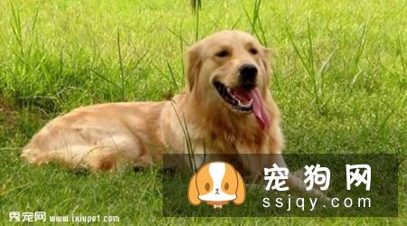金毛犬不吃狗粮，吃剩饭菜可以吗？