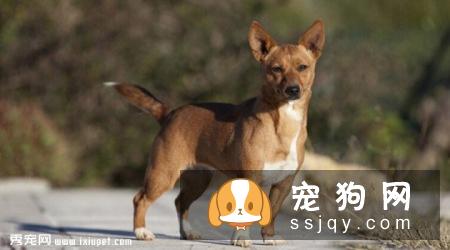 小型葡萄牙波登可犬训练方法_多少钱一只