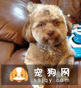 狗狗眼里看到的世界跟人类是一样的吗？