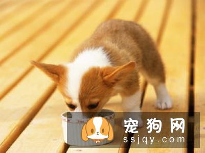 狗狗狼吞虎咽 吃太快有这些危害