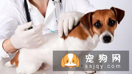 狗狗是何如传染这些疾病,找到病症对症下药!