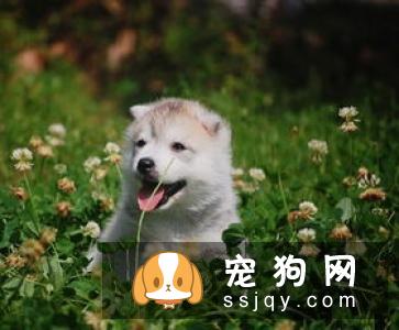 狗粮应该如何喂？教你正确科学喂养狗粮