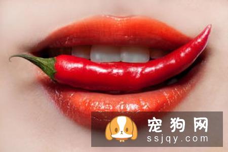 拉布拉多吃什么对身体好