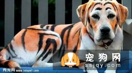拉布拉多犬训练方法_价格|性格特点|图片