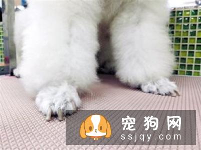 如何正确的给狗狗修剪趾甲!