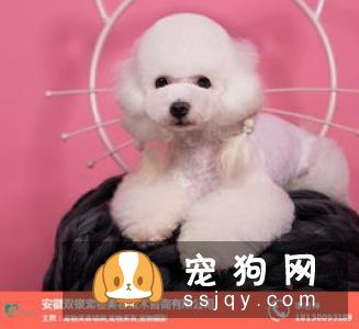 狗狗脱毛的那些事儿_宠物频道
