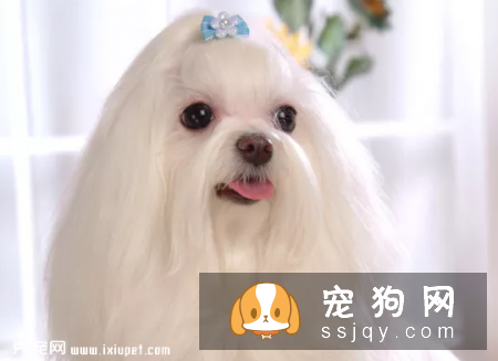 饲养马尔济斯的注意事项有哪些