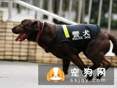养藏獒的问题,藏獒在认准目标的以后,只有两种结果