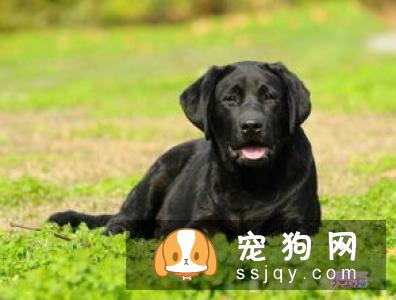 成犬狗粮应该如何挑选