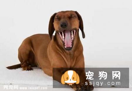 狗狗也会疲劳，这些信号释放的意思你知道几个？