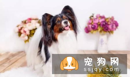 哪种狗最聪明最通人性 狗狗智商排名表