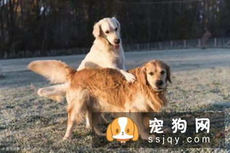 240岁狗狗的长寿三大秘诀