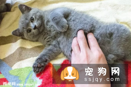 猫咪的行为密码，你能解开吗