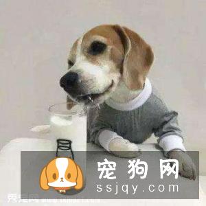 狗狗能喝牛奶吗 狗狗喝牛奶好不好?
