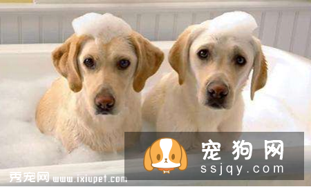 盘点狗狗那些千奇百怪的认知