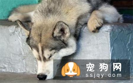 狗狗腹泻的原因及治疗方法