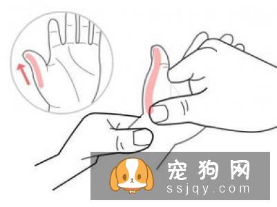 宠物这几个常见病，你知道如何预防吗?