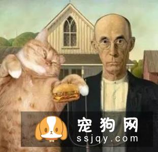 猫咪的行为密码，你能解开吗