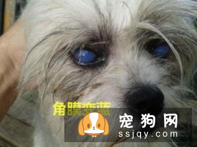 如何确诊狗狗传染性肝炎