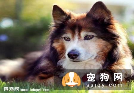 宠物狗消化不良该怎么办?