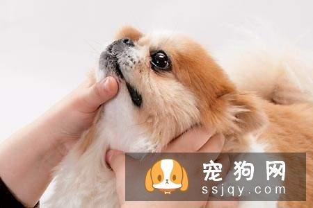 狗狗身体不适时和人一样,吃药会好的更快,贪吃的狗狗