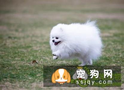 宠物狗生活习性必备基础