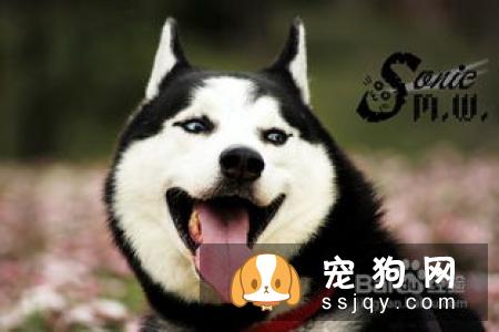 用什么方法能制止喜欢追赶车的狗狗？