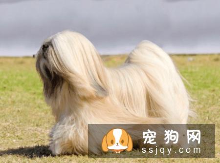 长毛狗狗的毛发应该如何护理