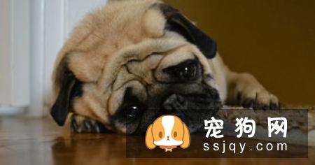患上分离焦虑症的狗狗有什么特征，应该怎么办