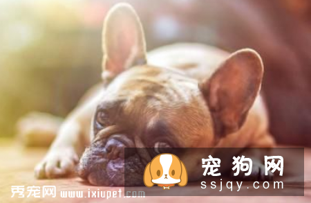 如何及时发现狗狗身上的寄生虫