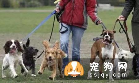狗狗如厕“大试炼”!主人通关秘籍在此
