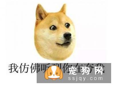 柴犬好养吗，柴犬习性介绍！