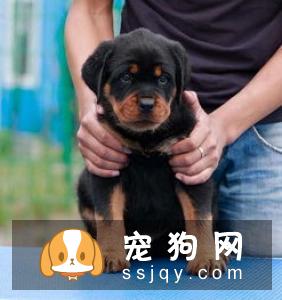 幼犬增加狗粮、狗狗零食等辅食,最后断奶