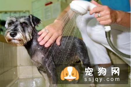呵护狗狗肠胃健康，你需要注意哪几件事？