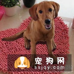 狗狗感冒了怎么办，狗感冒了吃什么药