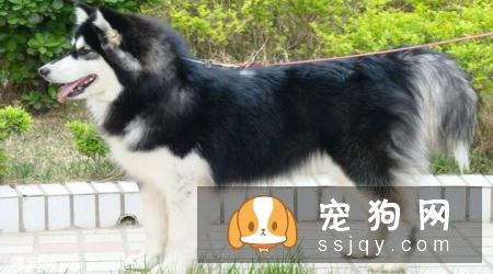 阿拉斯加犬多少钱一只,好不好训练|图片