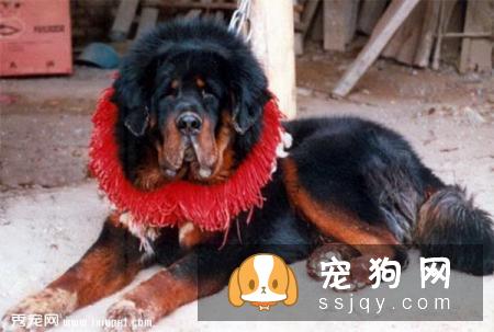 如何看出藏獒纯不纯？