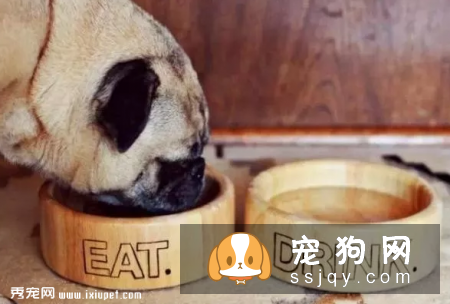 狗狗的一生会经历的四个阶段