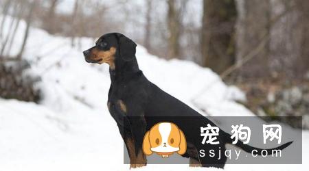 奥地利黑褐猎犬的基本特征及训练方法_饲养|图片