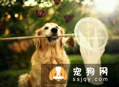 为什么狗狗做了绝育手术，还是到处乱尿标记?