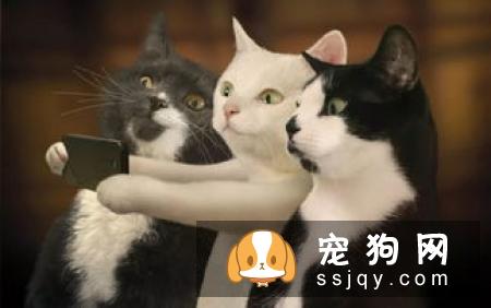 宠物腹泻是哪些原因引起的