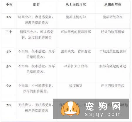 宠物不宜过度肥胖，宠物过度肥胖的危害不容忽视!