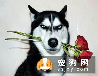 纯种哈士奇的标准身高体重
